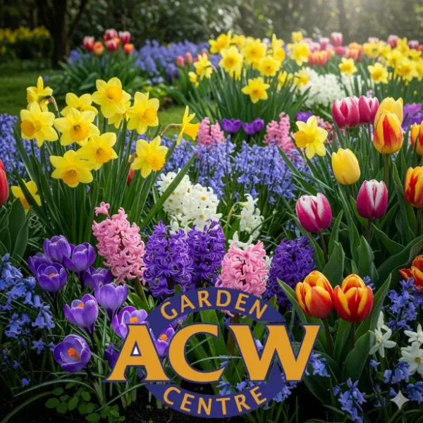 Spring Bulbs When To Plant